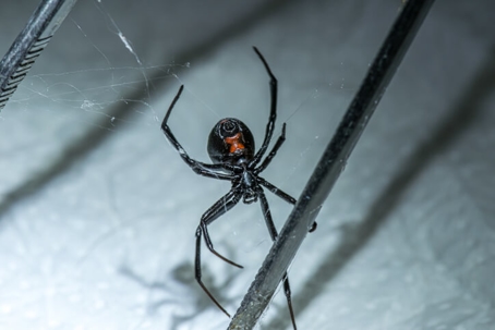 black widow spider with red hourglass visible