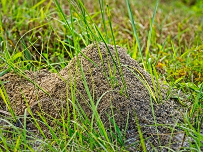 fire ant (RIFA) mound in the grass