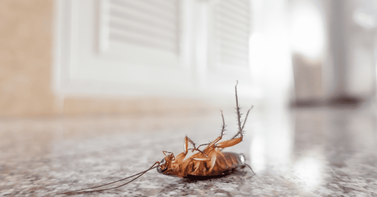 Cockroach Problem This Winter? Do This » Eco Pest Control