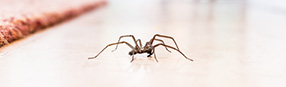 Spiders