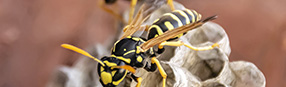 Wasps & Yellow Jackets